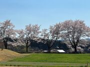 �����ɐX�ь����̎ʐ^2