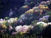 ���R�@�ɕ��T�N�����т̎ʐ^2