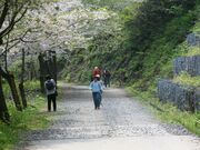 ���R�@�ɕ��T�N�����т̎ʐ^4