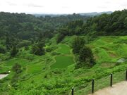 �z�㏼��I�c�Q�@�����̒I�c�̎ʐ^3