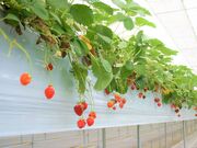 ���t�@�[�����炩�킢�������̎ʐ^2