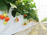 ���t�@�[�����炩�킢�������̎ʐ^3