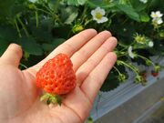 ���t�@�[�����炩�킢�������̎ʐ^4