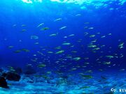 �_�C�r���O�T�[�r�X�@F.WAVE�̎ʐ^2