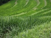 ���z�{�I�c�̎ʐ^3