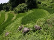 ���z�{�I�c�̎ʐ^4