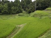 �����I�c�̎ʐ^3