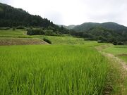 �����I�c�̎ʐ^4