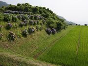 �k�ЕӒI�c�̎ʐ^2