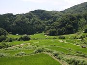 �Ж���I�c�̎ʐ^2