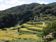 �Ж���I�c�̎ʐ^3