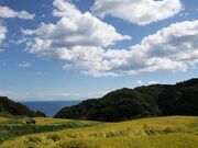 �Ж���I�c�̎ʐ^4