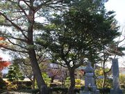 �{�����i�{��j�̎ʐ^4