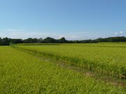 ���{�Ō�̃g�L�a�t���̒n�̎ʐ^4