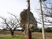 �q�J�̑��炶�̎ʐ^2