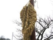 �q�J�̑��炶�̎ʐ^3