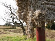 �q�J�̑��炶�̎ʐ^4