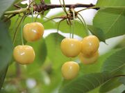 �V�삳�����ڎ�艀�̎ʐ^2