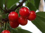 �V�삳�����ڎ�艀�̎ʐ^3