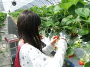 �o�_�肢�������̎ʐ^2