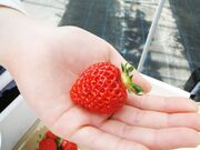 �o�_�肢�������̎ʐ^3