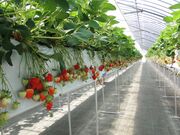 �o�_�肢�������̎ʐ^4