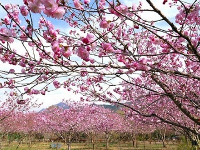 �[�R�̉ԉ��̔��d������̎ʐ^1