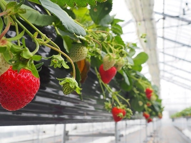 �����t�@�[���̎ʐ^1