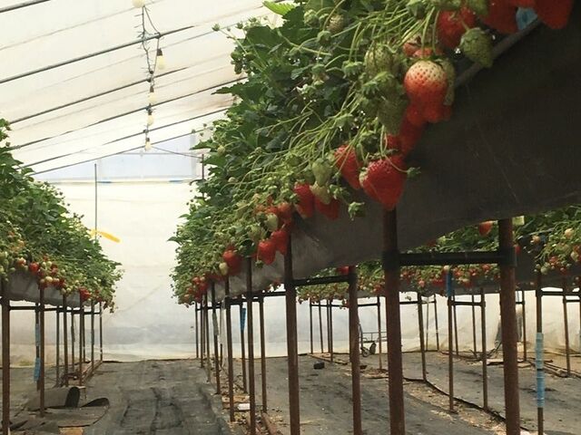 �����_���_���i�����_���j���������̎ʐ^1