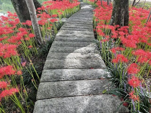 �₷�炬�̗т̔ފ݉Ԃ̎ʐ^1