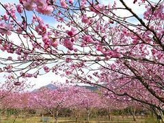 �[�R�̉ԉ��̔��d������̎ʐ^1