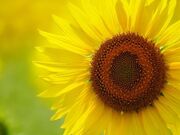 �A���R�s�A�Ђ܂�艀�̎ʐ^2