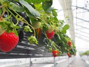 �����t�@�[���̎ʐ^1