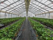 �����t�@�[���̎ʐ^3