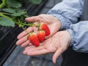 �����t�@�[���̎ʐ^2