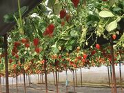 �����_���_���i�����_���j���������̎ʐ^2