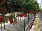 �����_���_���i�����_���j���������̎ʐ^3