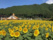 �F���Ђ܂��̗��̎ʐ^4