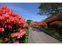 那須八幡のツツジの写真1