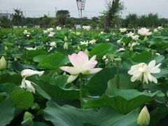 ߃p[N@Ϙ@i͂Ղj̎ʐ^1