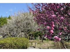 �~�{��А_���̔~�т̎ʐ^1