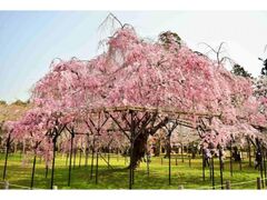 ��Εʗ��_�Ёi���ΐ_�Ёj�̍��̎ʐ^1