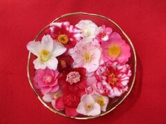 �ւ����ł��̎ʐ^1