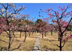 �~���H�����̔~�т̎ʐ^1