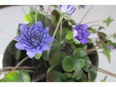 �ኄ���W�̎ʐ^1