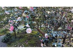 �n���@�i�֎��j�̎ʐ^1