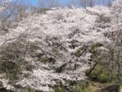 ���������̍��̎ʐ^1