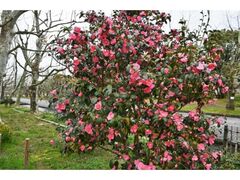 �����L�O�����@�΂��Ղ̎ʐ^1