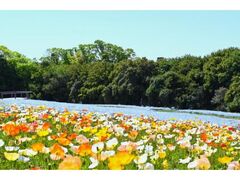 �����L�O�����@�|�s�[�E�l���t�B���t�F�X�^�̎ʐ^1