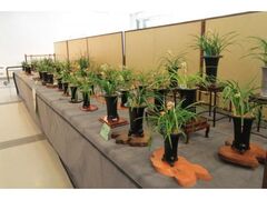 �t���W�̎ʐ^1